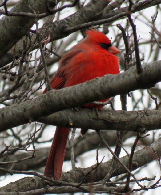 Northern Cardinal with feathers puffed up to keep it warm. (January, 2017)