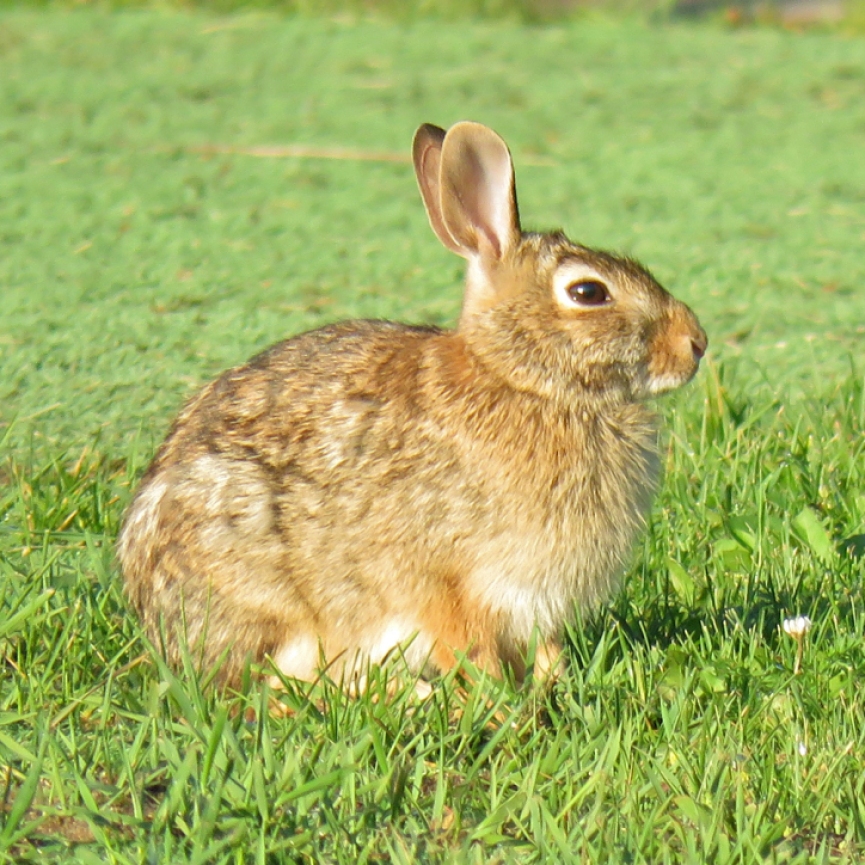 cottontail16-06-05_4077