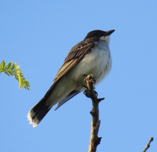 Eastern Kingbirds catch flying insects (May, 2016)