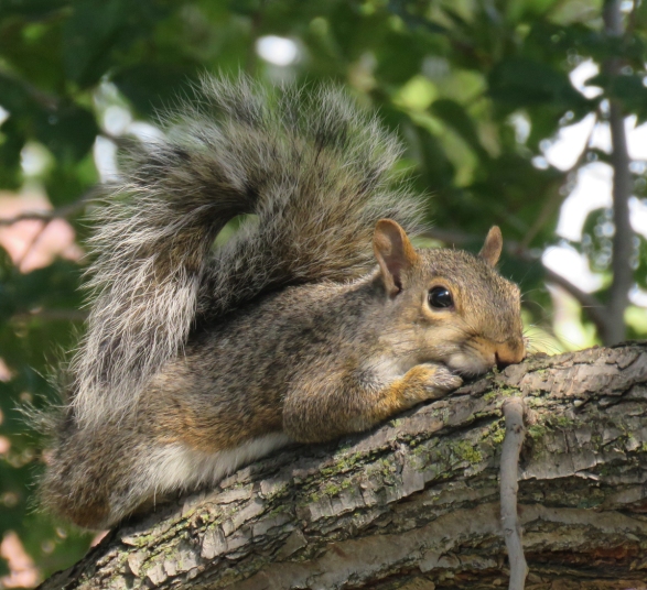 graysquirrel16-09-13_0300