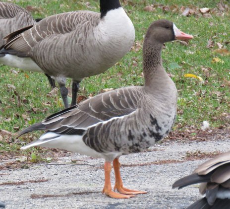 This is the first Greater White-fronted Goose recorded in Douglass Park. (November, 2016)