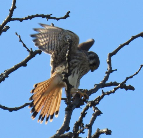Female American Kestrel, a type of falcon (November, 2016)
